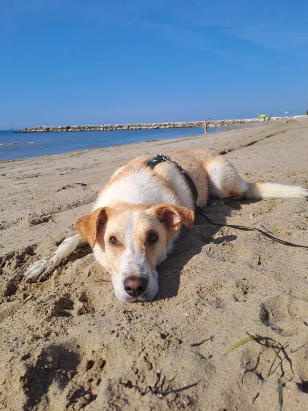 Charlie, tenero meticcio Foto 8